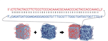 Image: DNA makes glue programmable because one strand of DNA will stick tightly to a matching partner strand, but only if the two strands have chemical “letters” or nucleotides, that are complementary. Gel bricks coated with matching strands of DNA adhere specifically to each other (Photo courtesy of the Wyss Institute).